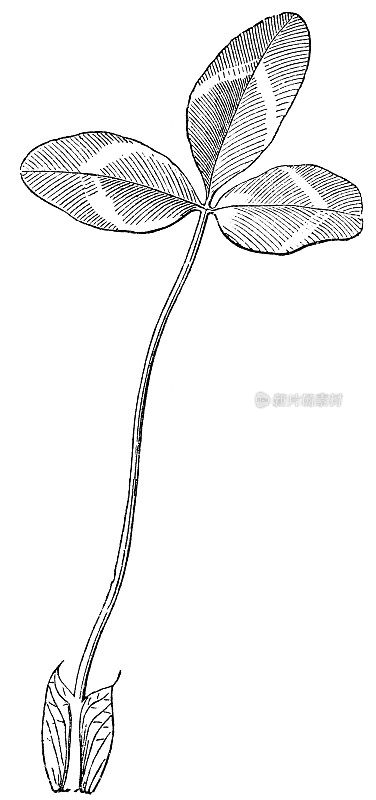 红三叶草植物(Trifolium Pratense)叶- 19世纪